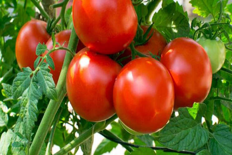 Studenten onderzoeken stressfactoren in tomaat