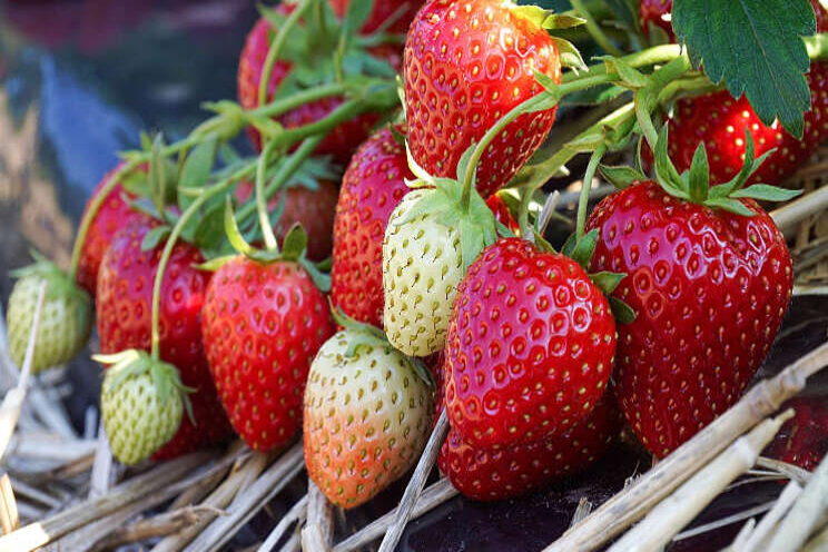 Fresh Forward verhuist naar grotere locatie Fresh Forward verhuist naar grotere locatie