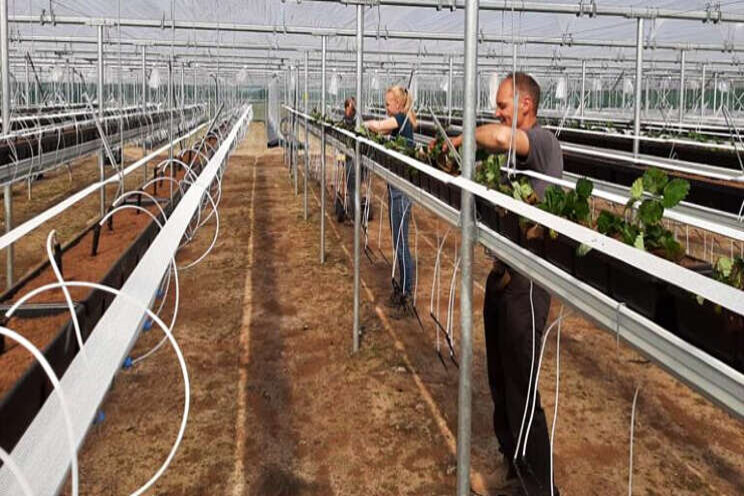 Delphy schiet op met locatie zachtfruitonderzoek Delphy schiet op met locatie zachtfruitonderzoek