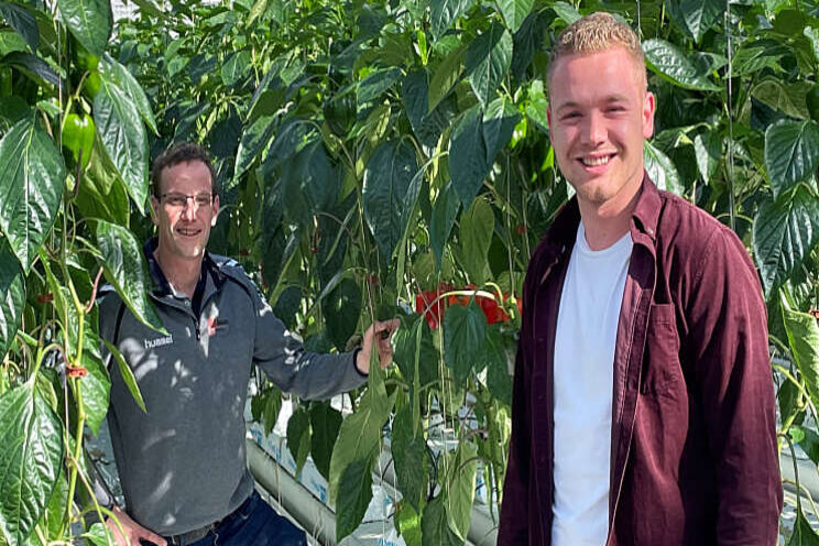 Telers Growers United oogsten eerste paprika's Telers Growers United oogsten eerste paprika's