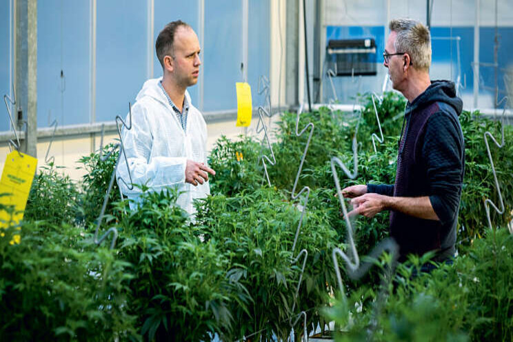 'Samenwerken in cannabis' 'Samenwerken in cannabis'
