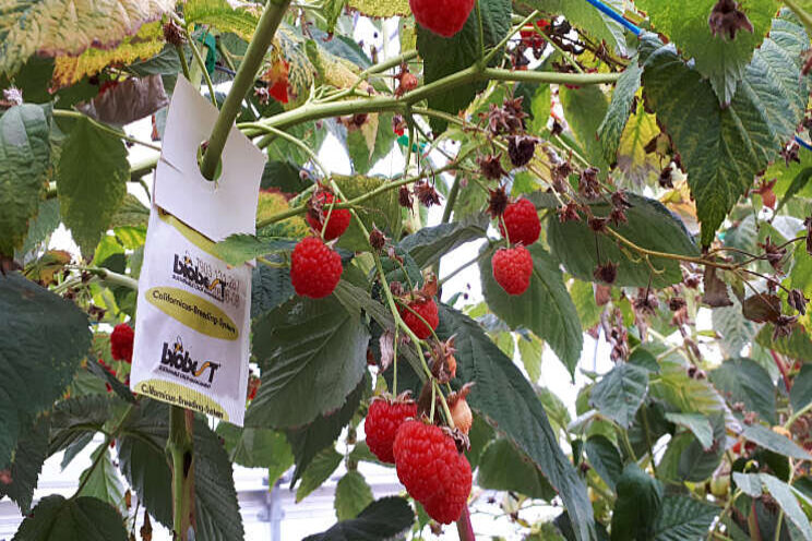 Frambozenplant preventief beschermen tegen spint Frambozenplant preventief beschermen tegen spint