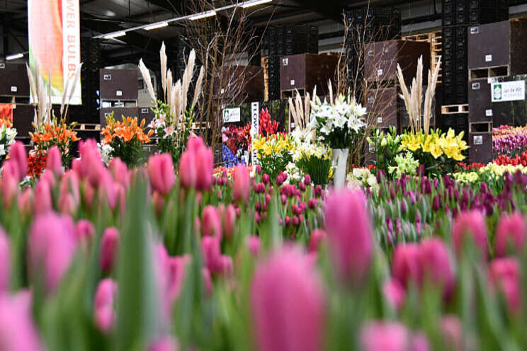 Online tulpenshow Online tulpenshow