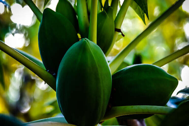 Tropisch fruit uit Nederland Tropisch fruit uit Nederland
