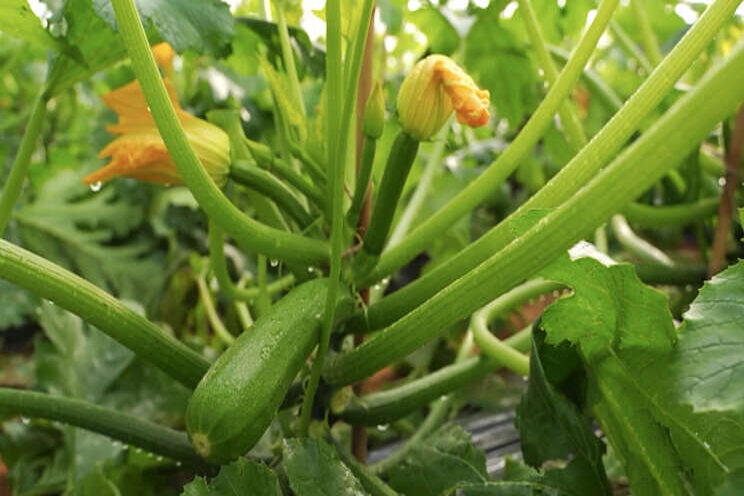 Resistentie tegen 'New Delhi' in courgettes Resistentie tegen 'New Delhi' in courgettes