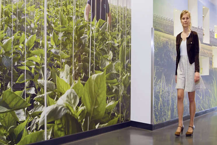 Video: CDA trots op glastuinbouw Video: CDA trots op glastuinbouw