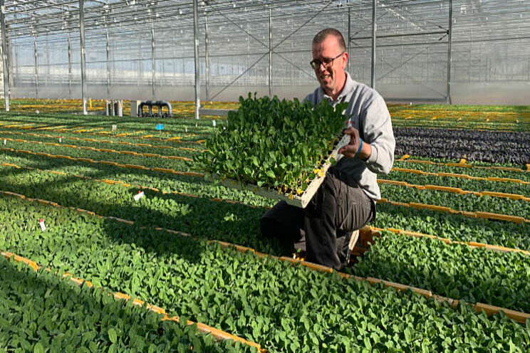 Koolseizoen van start bij Beekenkamp Plants Koolseizoen van start bij Beekenkamp Plants