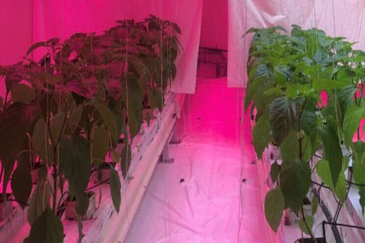 Effect lichtspectrum en daglengte paprika onderzocht Effect lichtspectrum en daglengte paprika onderzocht