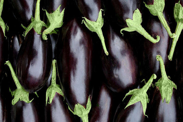 Extra biologisch middel tegen witte vlieg in aubergines Extra biologisch middel tegen witte vlieg in aubergines