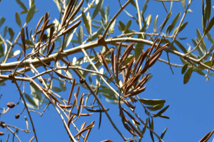 Tijdelijk EU-invoerverbod voor Xylella fastidiosa Tijdelijk EU-invoerverbod voor Xylella fastidiosa