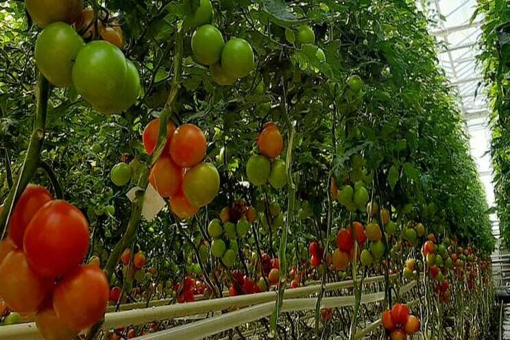 Tijdelijke vrijstelling Verimark voor tomatenteelt Tijdelijke vrijstelling Verimark voor tomatenteelt