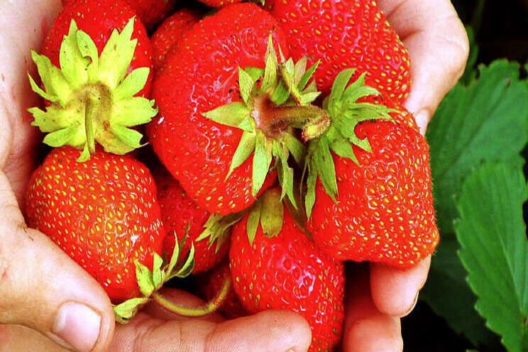 Biologisch aardbeienconcept Biologisch aardbeienconcept