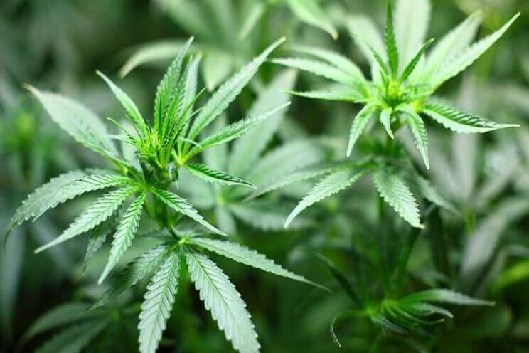 Erasmus MC onderzoekt medische kansen cannabis Erasmus MC onderzoekt medische kansen cannabis