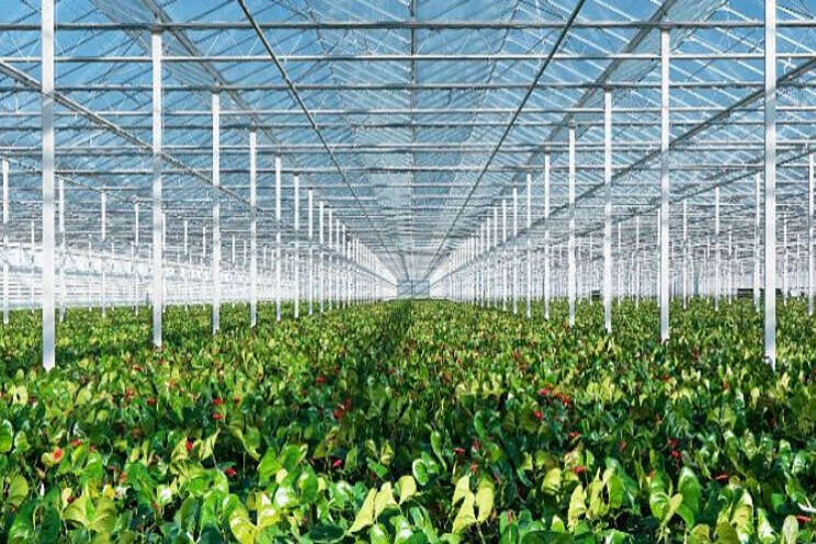 Hoe vergroot je de plantweerbaarheid? Hoe vergroot je de plantweerbaarheid?