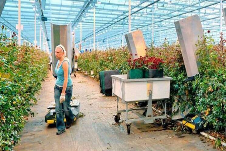Natuurlijke weerstand tegen meeldauw onderzocht Natuurlijke weerstand tegen meeldauw onderzocht