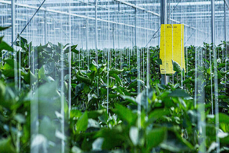Monitoring essentieel voor de start van paprikaseizoen Monitoring essentieel voor de start van paprikaseizoen