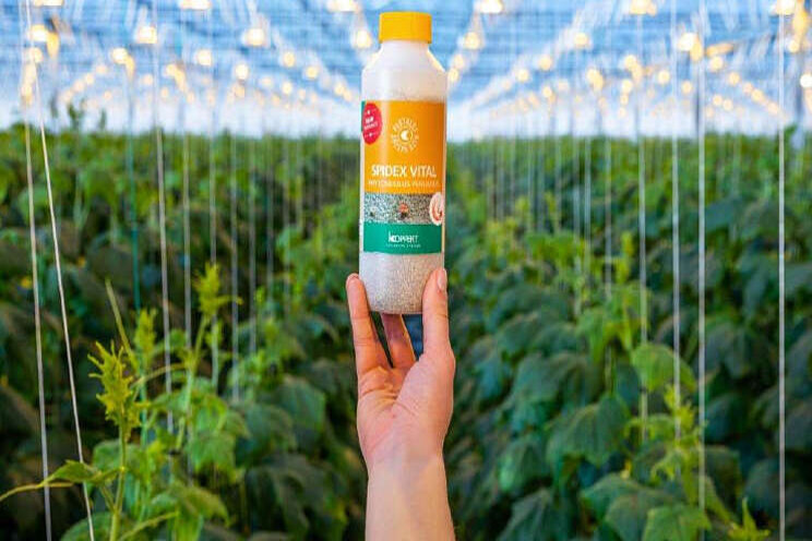 Betere biologische aanpak van spint met Spidex Vital Betere biologische aanpak van spint met Spidex Vital