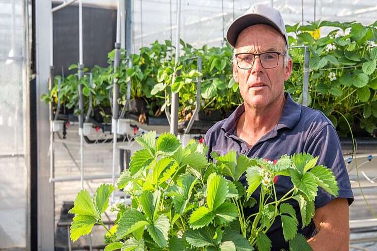 Bij minder nitraat een gelijke opbrengst in aardbei Bij minder nitraat een gelijke opbrengst in aardbei
