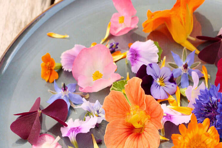 Eetbare bloemen verkocht bij Veiling Rhein-Maas Eetbare bloemen verkocht bij Veiling Rhein-Maas