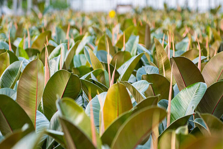Vacature: Green'05 zoekt teeltverantwoordelijke Vacature: Green'05 zoekt teeltverantwoordelijke
