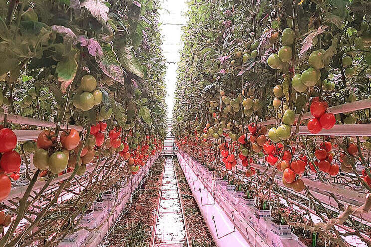 'Tomaat fossielvrij met 100% LED' zoekt balans 'Tomaat fossielvrij met 100% LED' zoekt balans