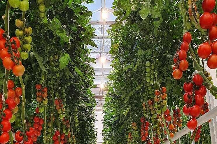 Nieuwe LED-topbelichting voor de glastuinbouw Nieuwe LED-topbelichting voor de glastuinbouw
