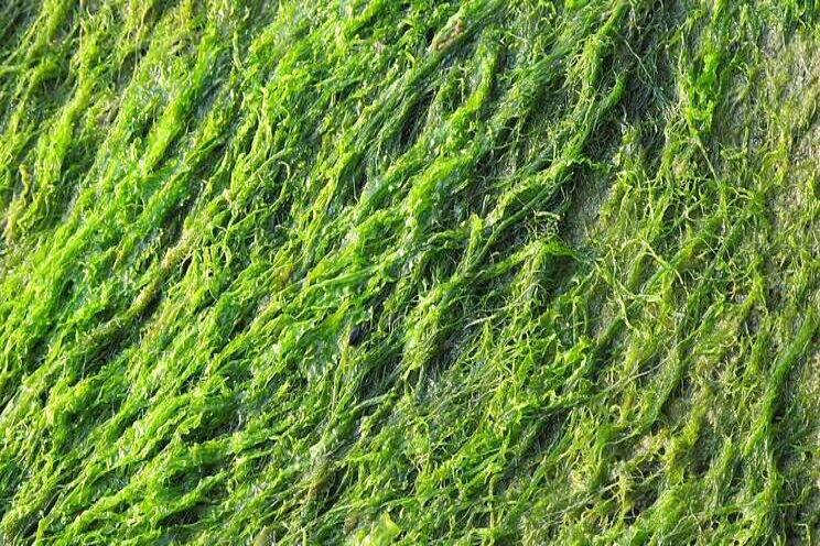 WUR: Grenzen aan voedselproductie uit zee WUR: Grenzen aan voedselproductie uit zee