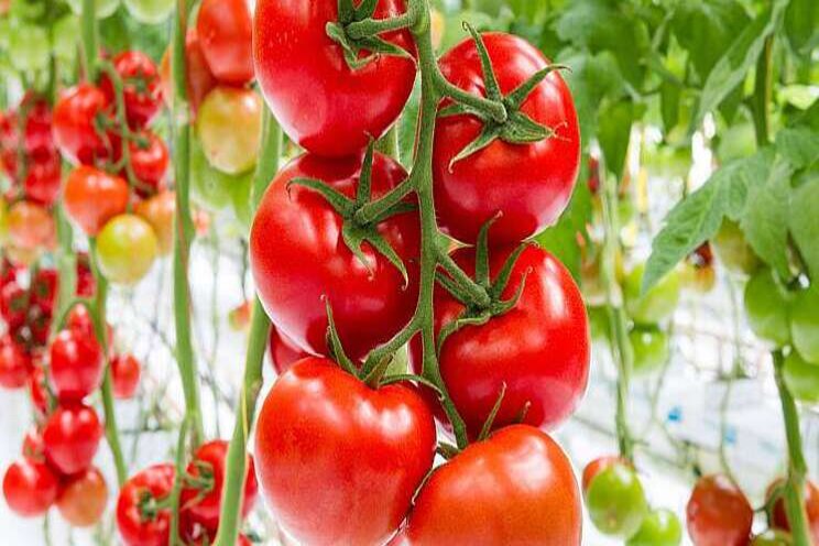 'Volg sectorplan tegen Tomato Chlorosevirus' 'Volg sectorplan tegen Tomato Chlorosevirus'