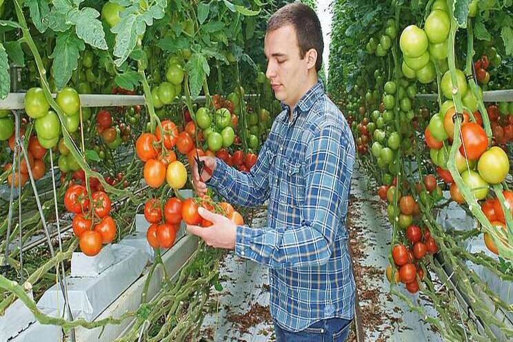 Luister terug: Yara op Paprika Luister terug: Yara op Paprika