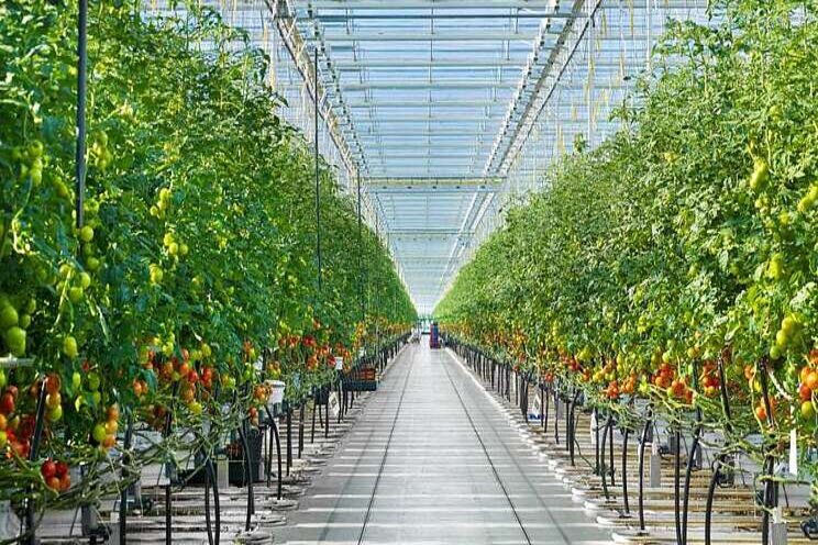 Nederlandse tuinbouw grijpt kansen in Kazachstan Nederlandse tuinbouw grijpt kansen in Kazachstan