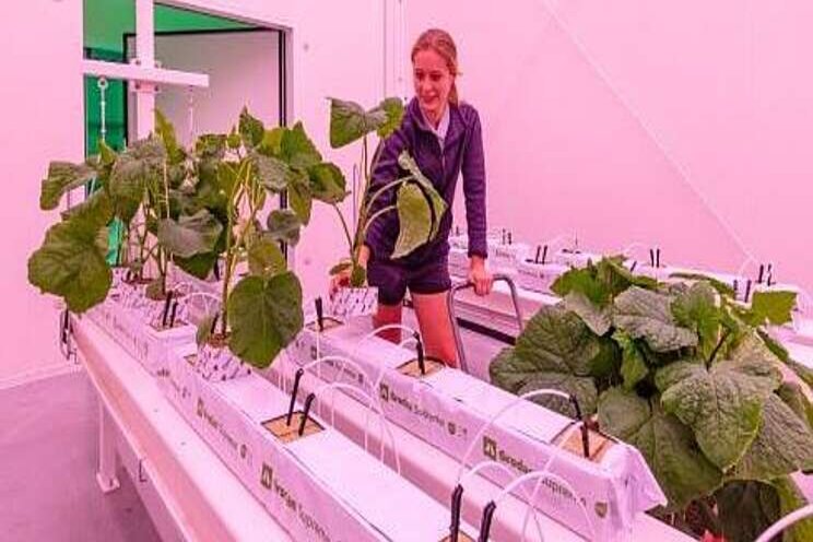 Komkommerteelt in een vertical farm onderzocht Komkommerteelt in een vertical farm onderzocht
