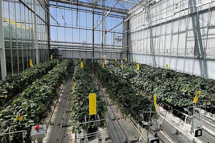 Teeltoptimalisatie doordragende aardbeien Teeltoptimalisatie doordragende aardbeien