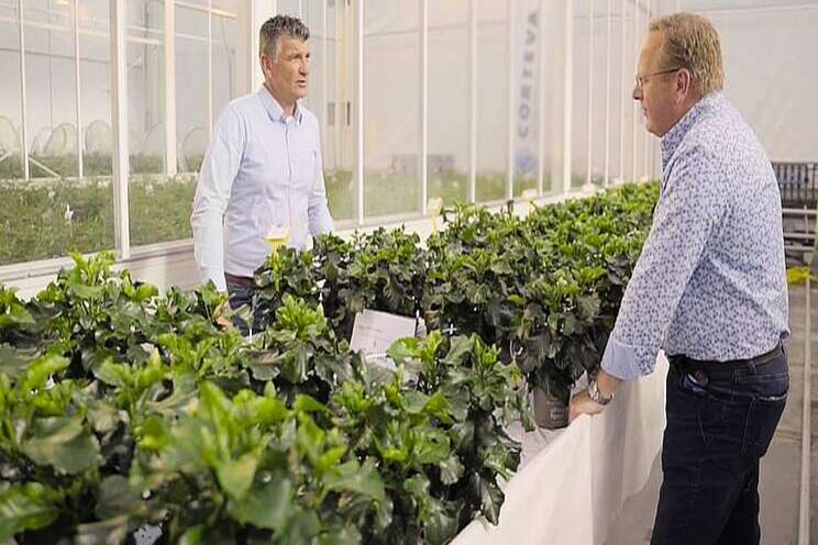 Video: Bestrijden Bemisia Video: Bestrijden Bemisia