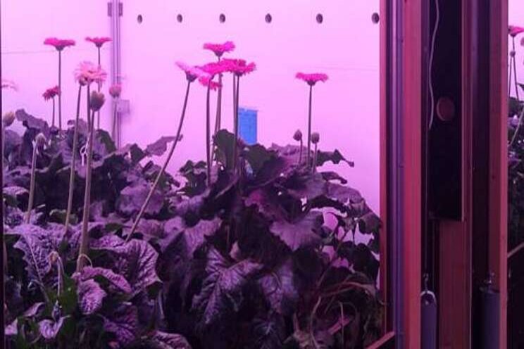 Gerbera onder LED-belichting telen bij lange dag? Gerbera onder LED-belichting telen bij lange dag?