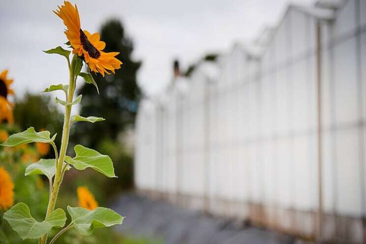 Tuinbouwherstructurering in race voor prijs Tuinbouwherstructurering in race voor prijs