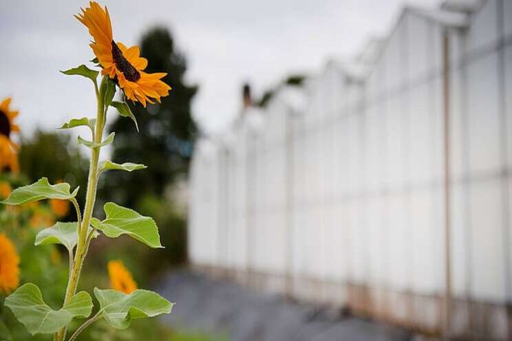 Tuinbouwherstructurering in race voor prijs