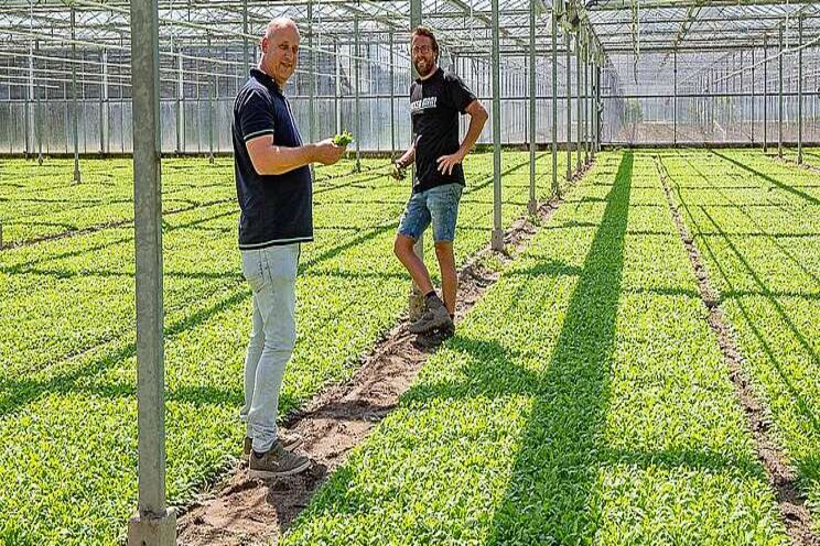 Rucola telen met schoon water Rucola telen met schoon water