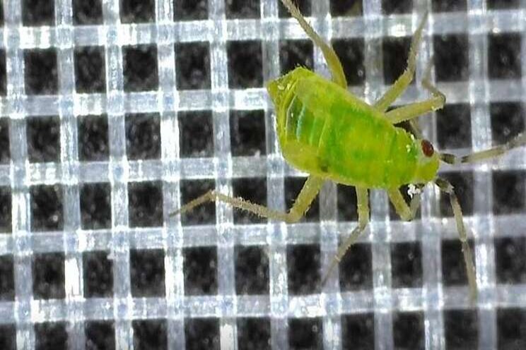 Xsect houdt insect buiten Xsect houdt insect buiten