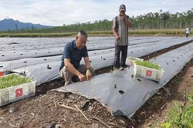 Wageningen U&R helpt pepertelers in Indonesië Wageningen U&R helpt pepertelers in Indonesië