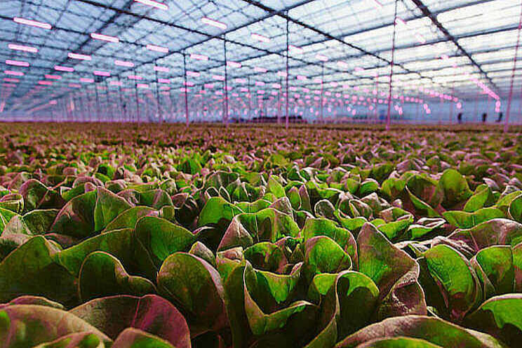 Telen met LED-belichting wezenlijk anders Telen met LED-belichting wezenlijk anders