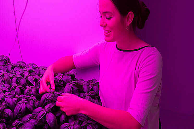 Delphy succesvol met basilicum zonder daglicht Delphy succesvol met basilicum zonder daglicht
