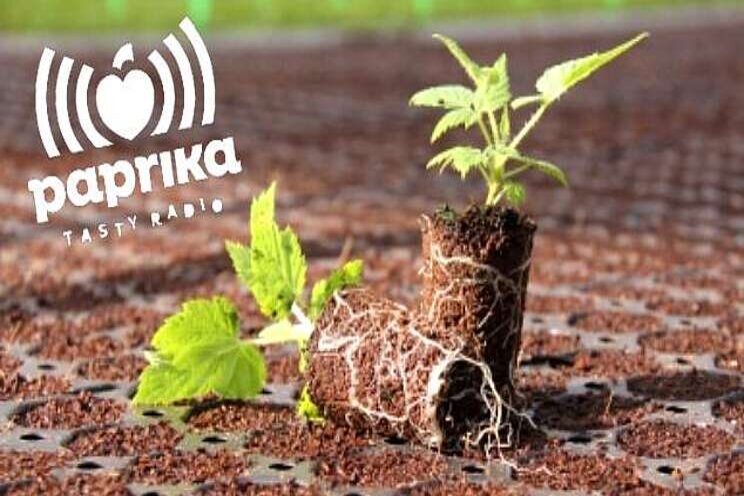 Van 13-14 uur op Paprika: Van der Knaap Groep Van 13-14 uur op Paprika: Van der Knaap Groep