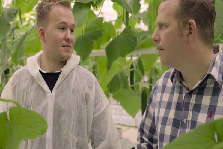 Video: Van den Berg Tomaten vergroent