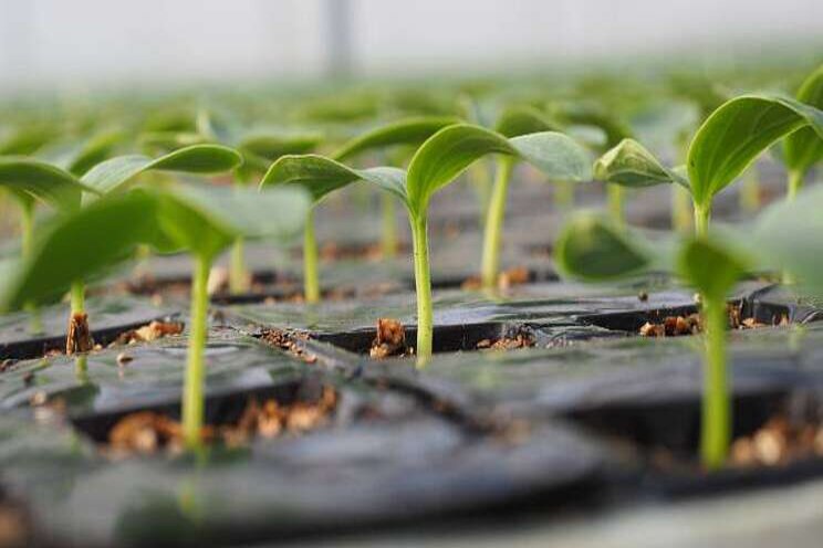 Gezond wortelmilieu begint al bij plantenkweker Gezond wortelmilieu begint al bij plantenkweker