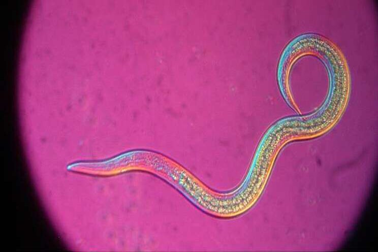 Nieuwe nematodenformule met goede oplosbaarheid Nieuwe nematodenformule met goede oplosbaarheid