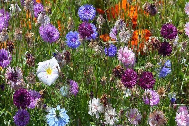 Steun voor acht projecten voor biodiversiteitsherstel Steun voor acht projecten voor biodiversiteitsherstel