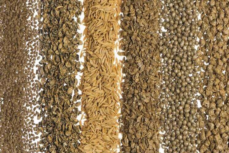 Verbeterde coating voor biologisch zaad Bejo Verbeterde coating voor biologisch zaad Bejo