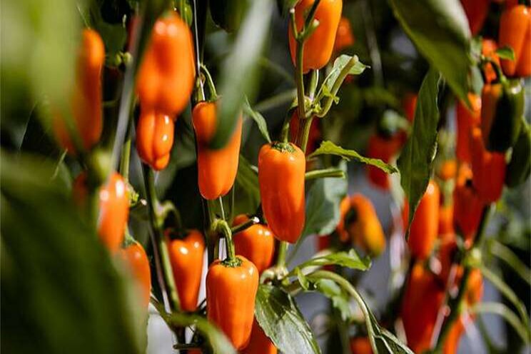 Eminent Seeds enthousiast over nieuwe Sweetbite Eminent Seeds enthousiast over nieuwe Sweetbite