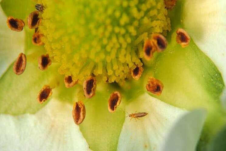 Mix nuttige bestrijders tegen trips in aardbeien Mix nuttige bestrijders tegen trips in aardbeien