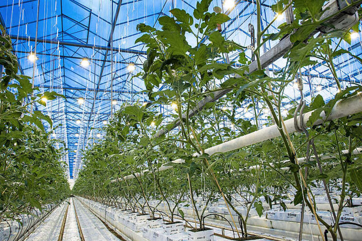 CO2-afvang oplossing voor minder gas in tuinbouw? CO2-afvang oplossing voor minder gas in tuinbouw?